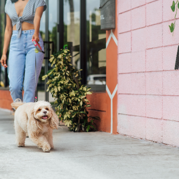 photo of small white fluffy dog on leash walking down street with tongue out