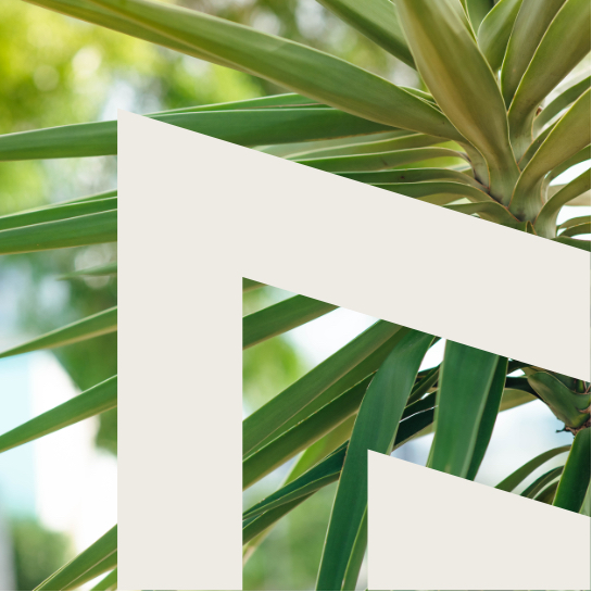 Thick white piece of Motif apartments logo overlaid on photo of palm tree